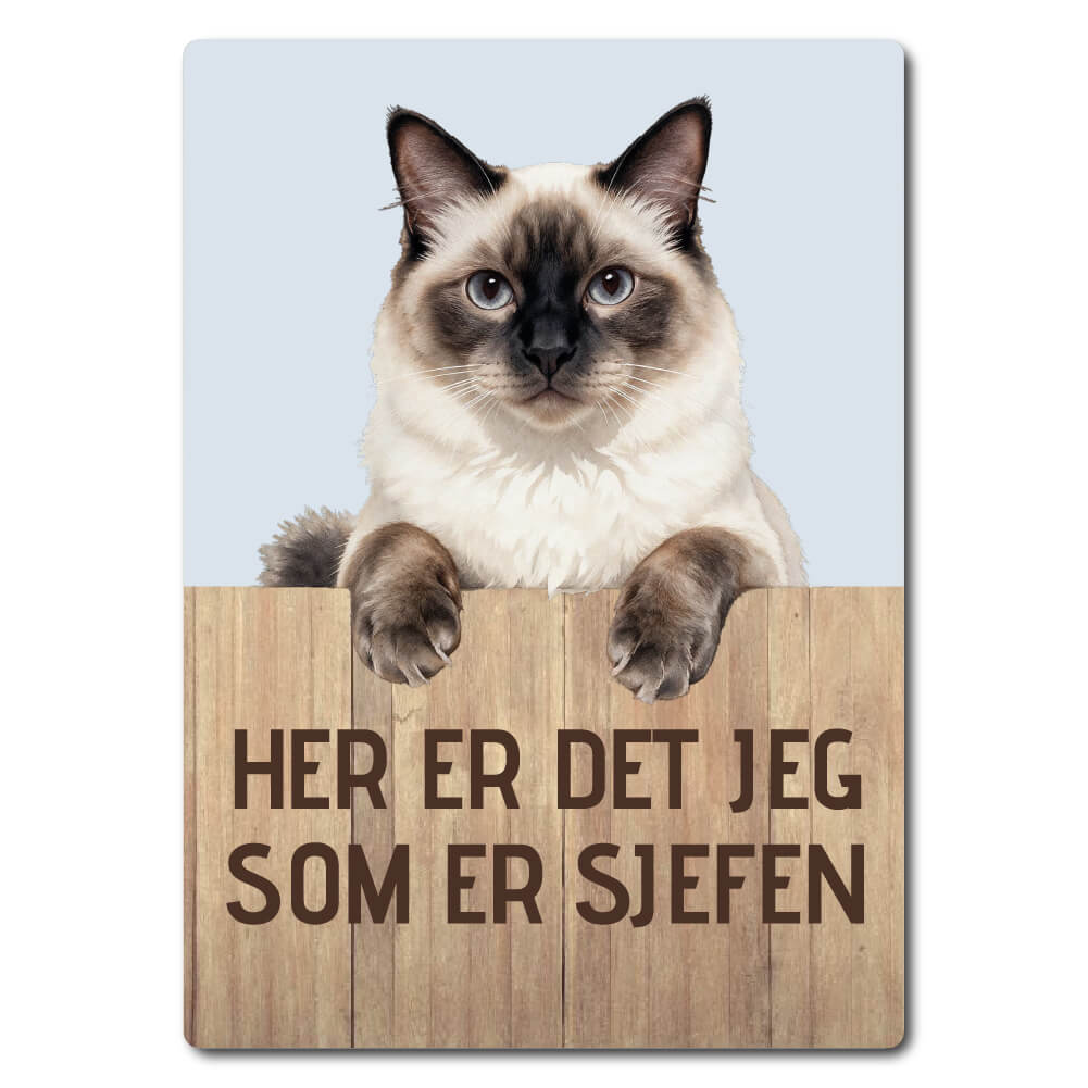 morsomt katteskilt – sjefen – hellig birma