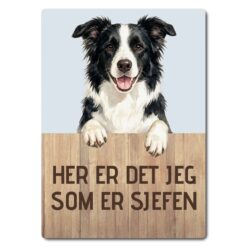 morsomt hundeskilt – sjefen – border collie